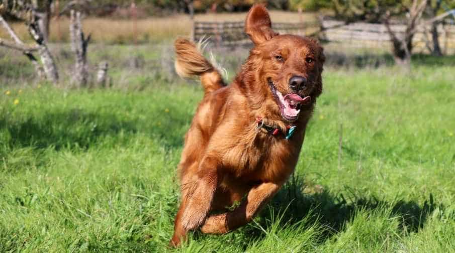 how fast can a golden retriever run? A full-grown healthy, athletic golden retriever can run an incredible 35 miles per house at full pelt. While juvenile goldens can run anywhere between 20 -25 miles per hour. 