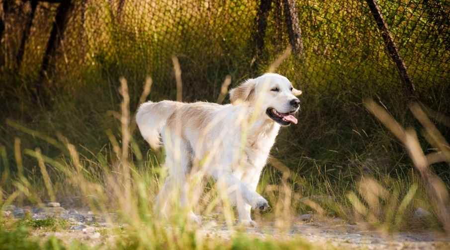 Why is my golden retriever so small?Poor or Inadequate Diet. 
Not Enough Exercise. 
Long Term Anxiety and Stress. 
Genetic Heritage. 
Breed.
Your Dog’s Age.