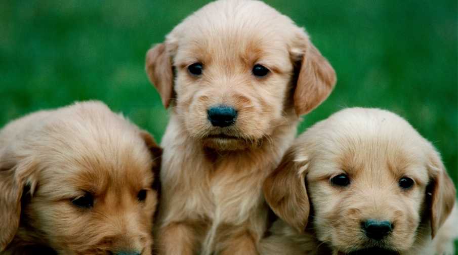 The average lifespan of a Golden Retriever is 10 to 12 years. This is lower than many other dog breeds because of some common health concerns the Golden Retriever faces. With the right exercise and diet, along with good veterinary care, your Golden Retriever can live closer to 12 to 14 years instead.