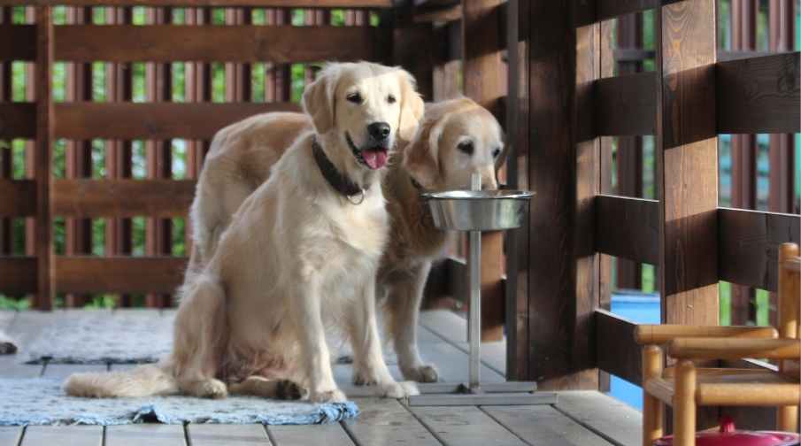 Golden retrievers with larger jowls will drool a little.  Drooling occurs mainly after eating or drinking. Also, you may see some drool at the sight of food. Males will drool more than a female. Another reason for drooling is anxiety. Their drool is not as noticeable as other breeds known for drooling.