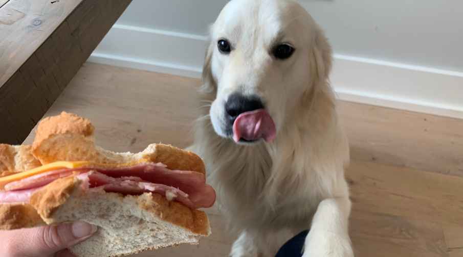 Golden retrievers with larger jowls will drool a little.  Drooling occurs mainly after eating or drinking. Also, you may see some drool at the sight of food. Males will drool more than a female. Another reason for drooling is anxiety. Their drool is not as noticeable as other breeds known for drooling.