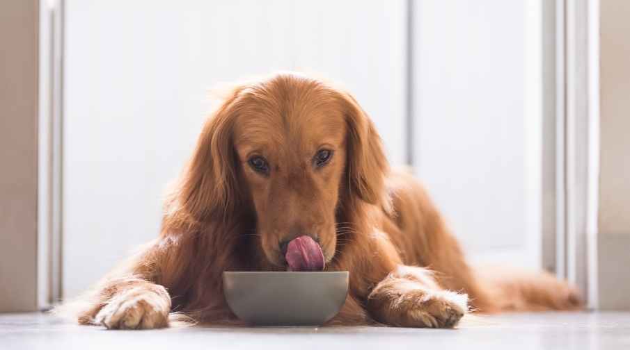 Golden Retrievers are always hungry because they are highly motivated by food. However, the type and quantity of food you are feeding your golden retrievers will impact their behavior, health, and well-being.