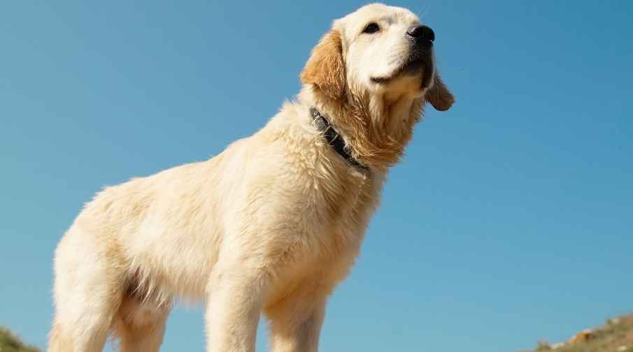 So, what's the deal with your Golden Retriever dog following you around everywhere? It may be because it does it naturally, because it needs care, because it has anxiety issues, because you have been rewarding it, or because it is afraid of something.