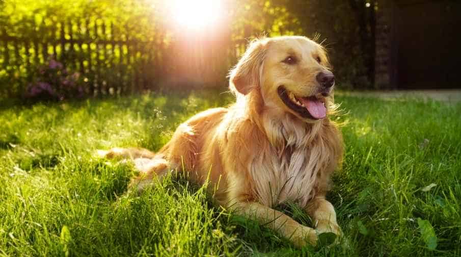 Disadvantages of owning a golden are higher exercise needs, large size, expenses, extreme hair shedding their training needs, and shorter life spans. Golden retrievers are one of the most popular breeds for families. Their intelligence and kindly, calm personalities place them firmly at the top of many recommended breed lists. 