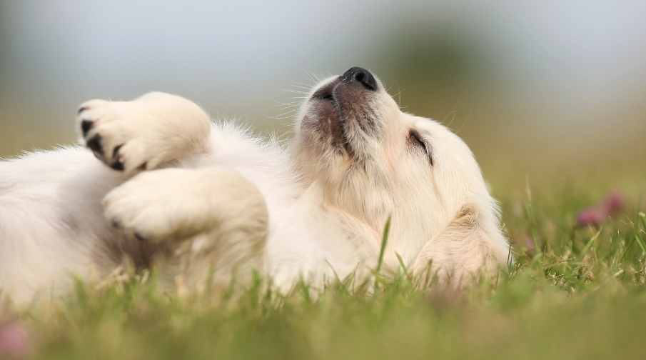 The main reason your golden sleeps on its back is to cool down when it is hot. The heat normally makes the dog feel uncomfortable, and laying on their back is a great way to cool down faster. Keep in mind that all domestic dogs have the behavior of sleeping on their back. But golden retrievers tend to display the behavior more often than other breeds.