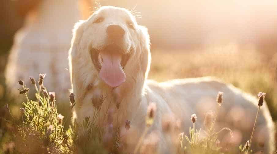 Your Golden Retriever can have a favorite person for a variety of reasons. While most Golden Retrievers like everyone and just want to get love and attention from others, they may gravitate more to one person over another. Often this person is the one who spends the most time with the dog, gives them treats and food, and will give attention whenever the dog wants.
