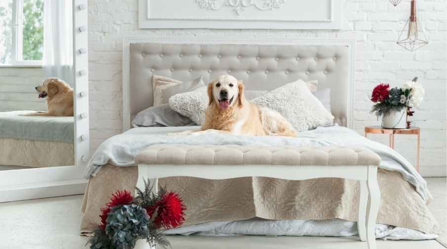 You should definitely let your Golden Retriever sleep in the bed with you!  It will reduce their separation anxiety, help to strengthen your bond with your furry friend and they’ll keep an ear out for any noises in the night! 