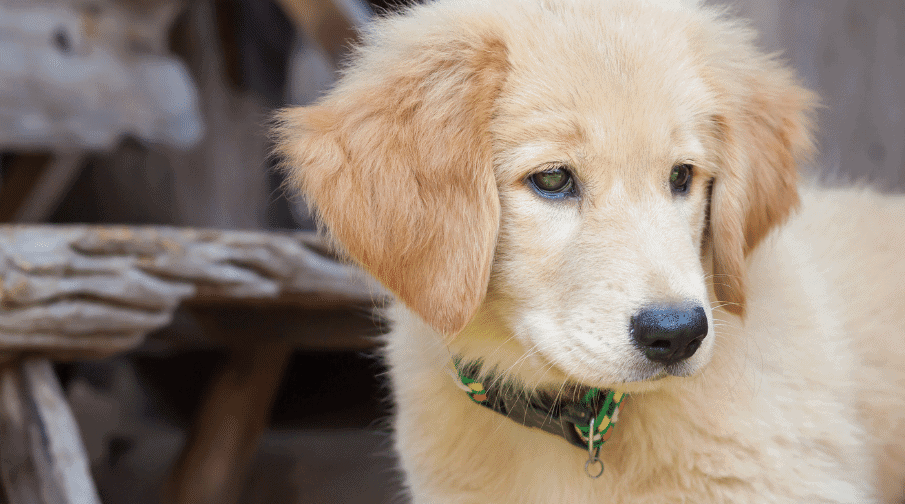 By 3 Months your Golden Retriever will start to get their full coat. Over the next several months, the coat will get thicker and more pronounced, but in the beginning, it is hard to tell that the coat is coming in without taking a closer look at it. The full adult coat should be in by the time your Golden Retriever is two years old.
