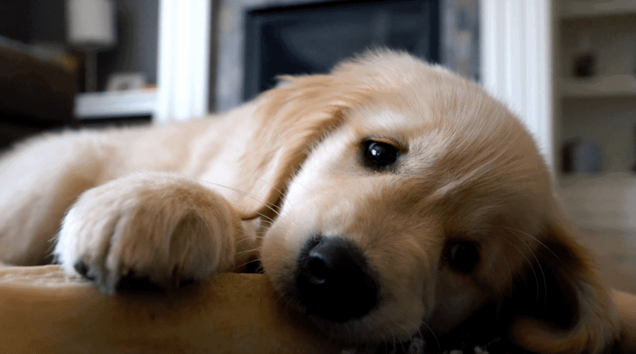 Golden retriever calms down at the age of 2 to 3 years of age. Noteworthy, many factors necessitate these dogs to calm down at this particular age. Reportedly, retriever chills out as they mature, gain confidence or chemical balance. Nevertheless, sometimes this may not calm down at the age they are expected to.